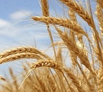 В этом году Россия может собрать 112 млн тонн зерна